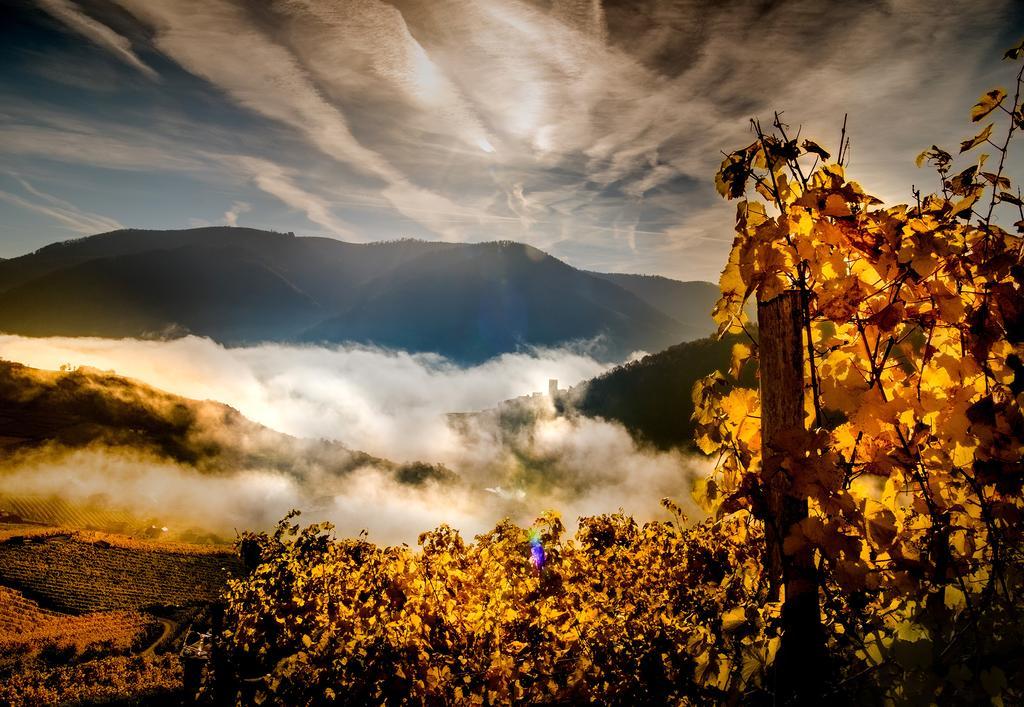 Apartmán Weingut Donabaum "In Der Spitz" Spitz an der Donau Exteriér fotografie